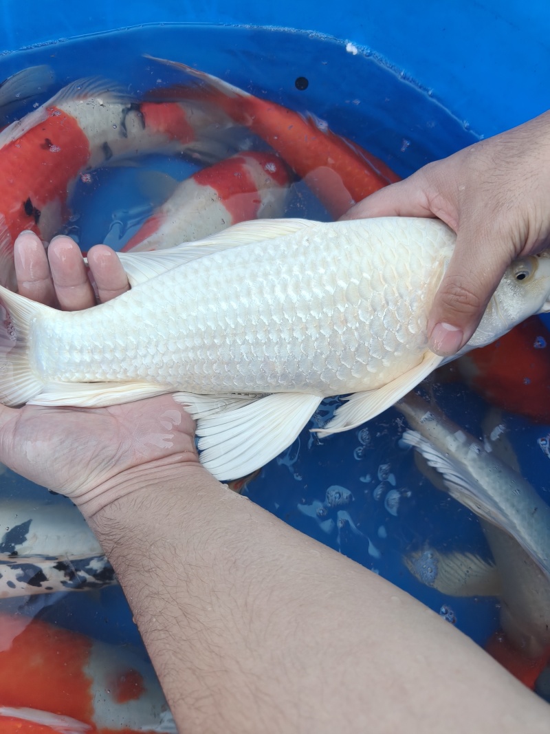 锦鲤一斤到三斤左右不等大小都有***********