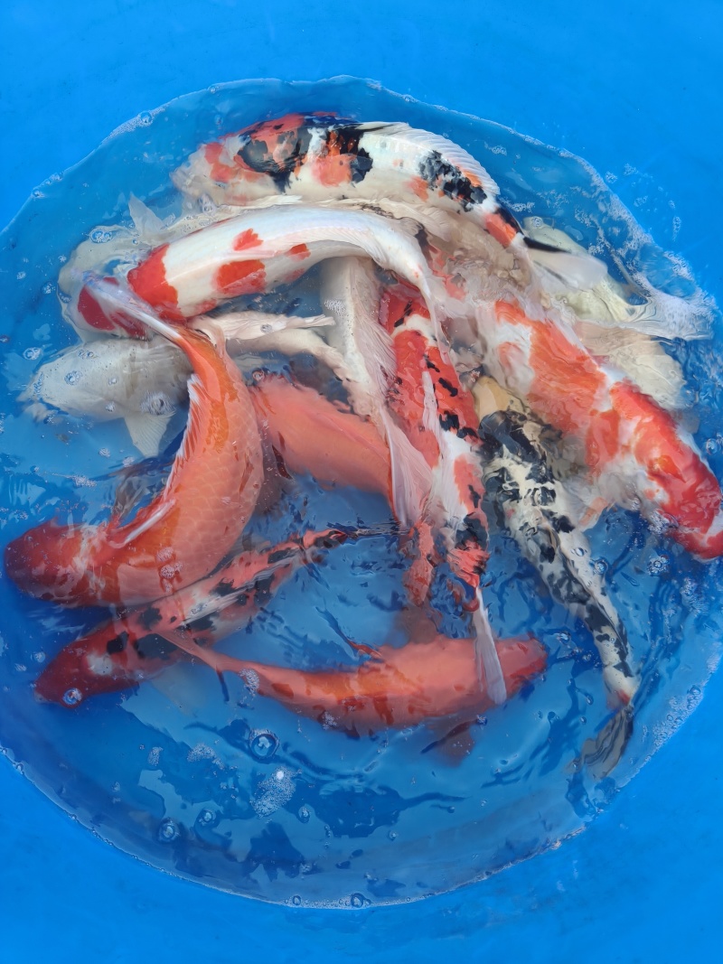 锦鲤一斤到三斤左右不等大小都有***********