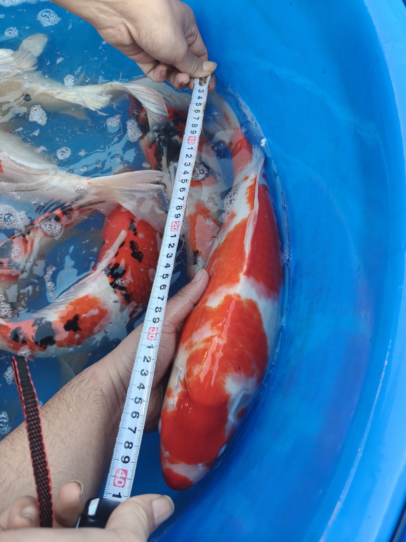 锦鲤一斤到三斤左右不等大小都有***********
