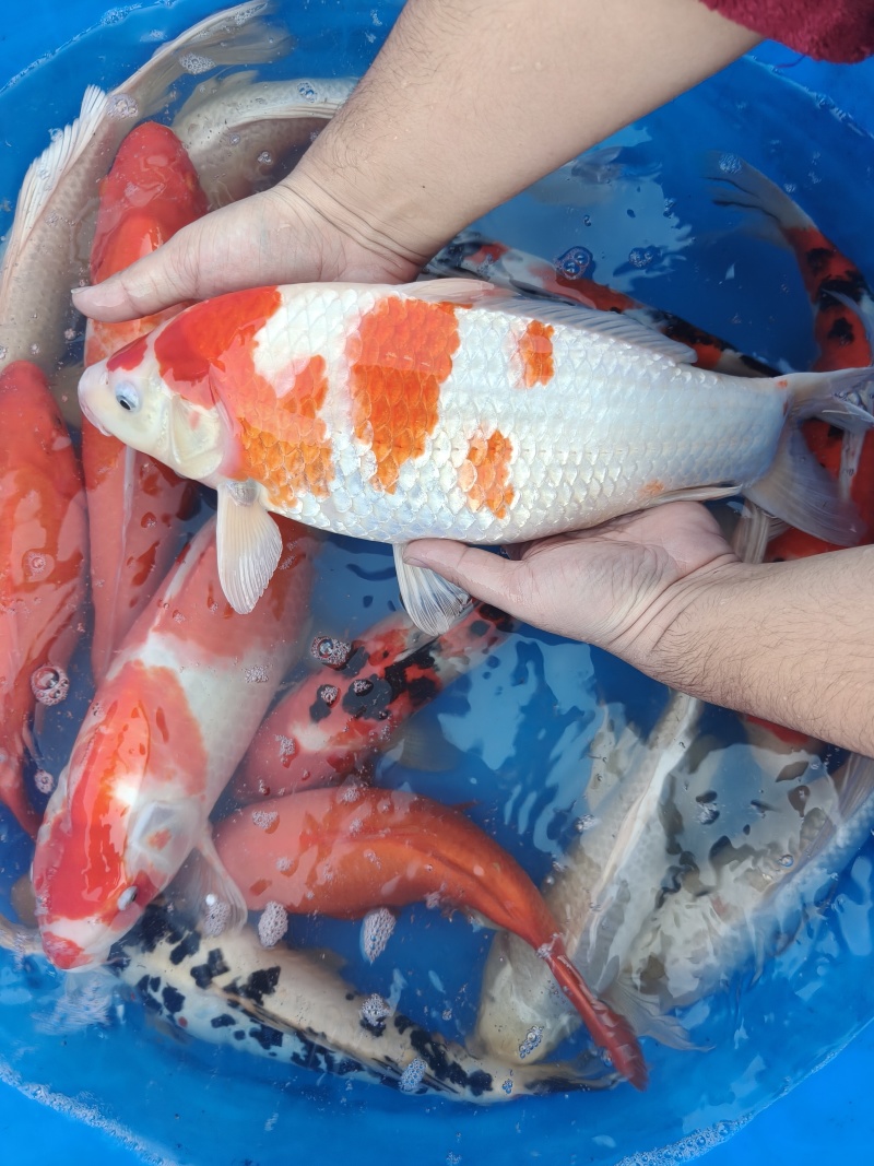 锦鲤一斤到三斤左右不等大小都有***********