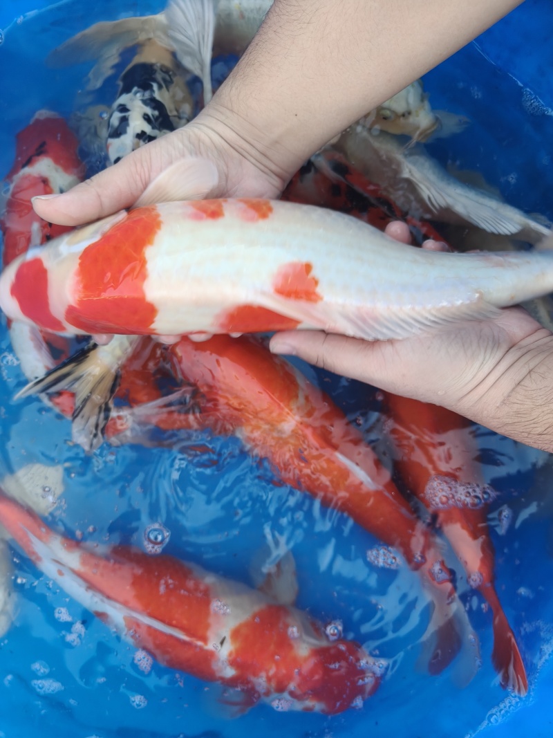 锦鲤一斤到三斤左右不等大小都有***********