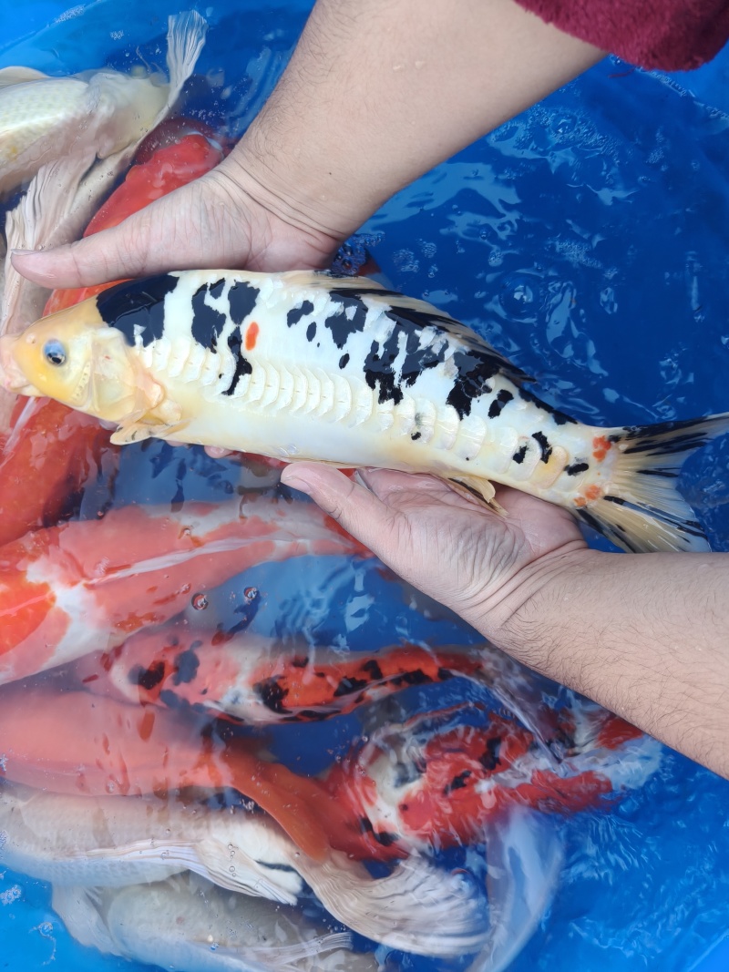 锦鲤一斤到三斤左右不等大小都有***********
