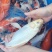 锦鲤一斤到三斤左右不等大小都有***********