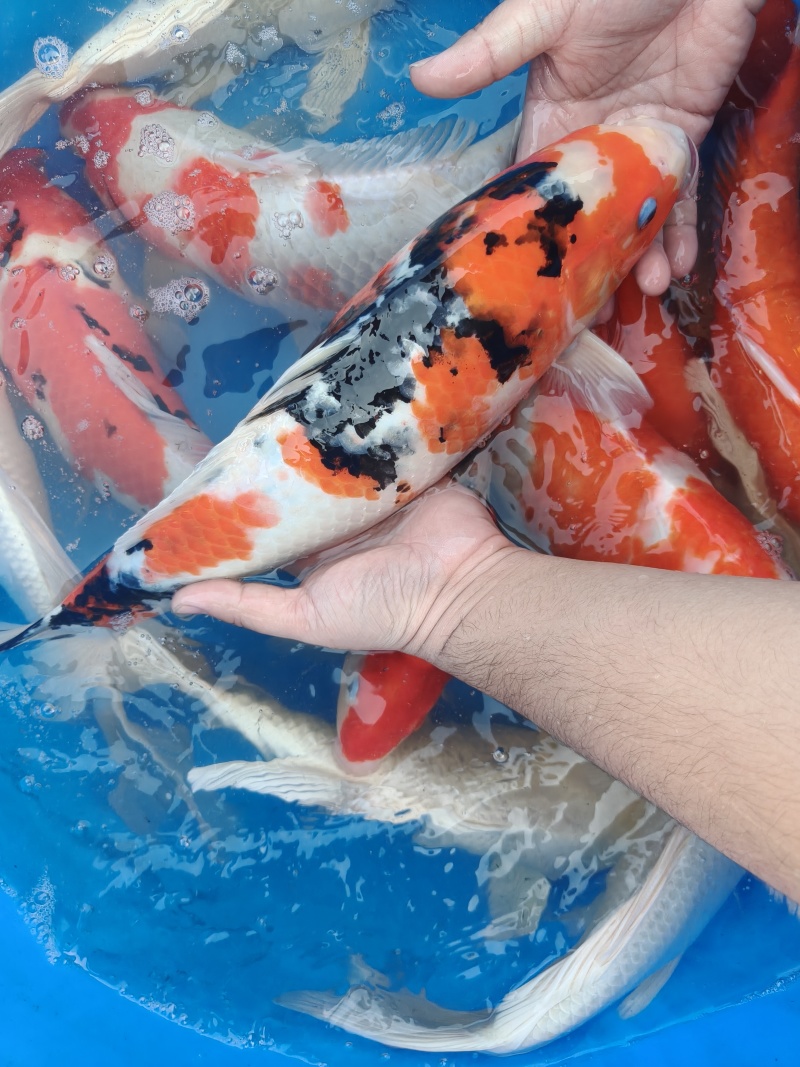 锦鲤一斤到三斤左右不等大小都有***********