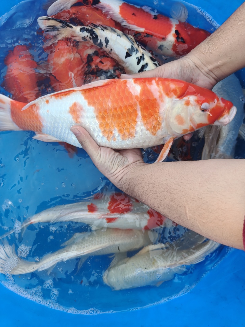 锦鲤一斤到三斤左右不等大小都有***********