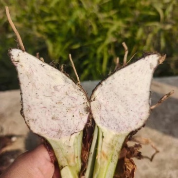 正宗荔浦芋头种子