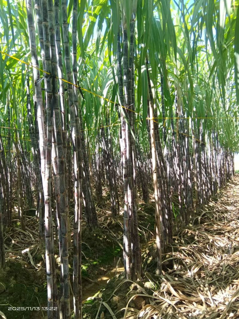 精品甘蔗大量现货欢迎来搞