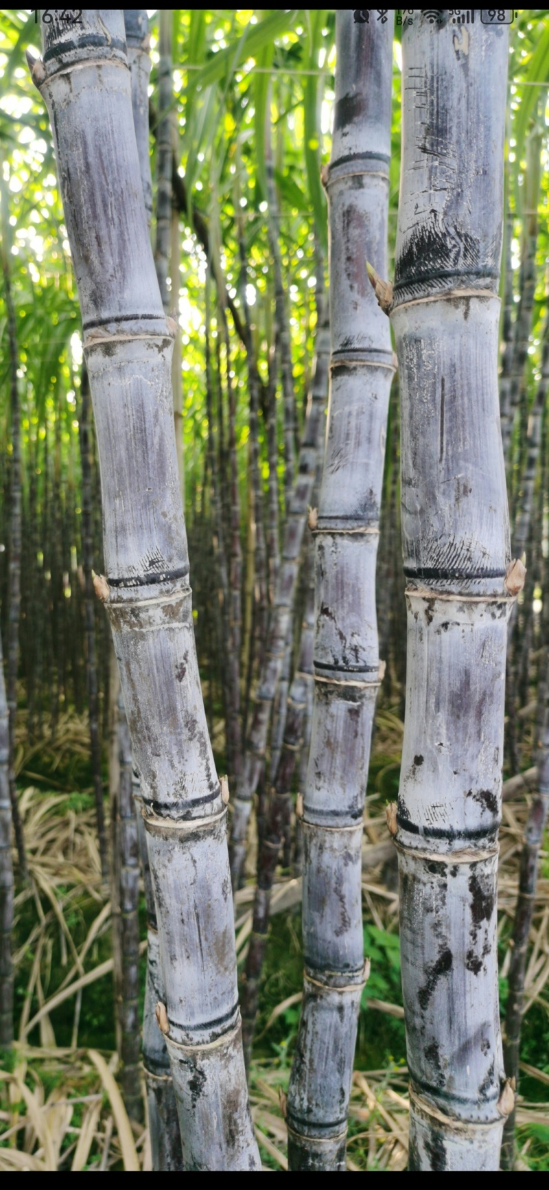 广东精品黑皮甘蔗产地直供质量保证一手货源全国发货