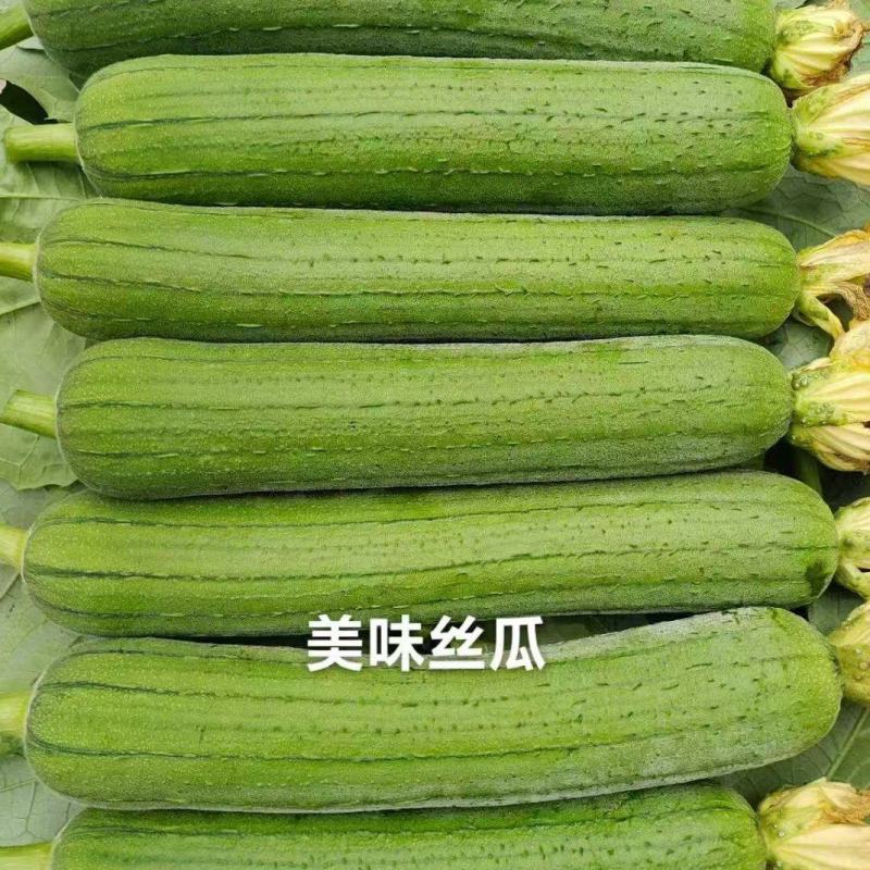 早熟美味丝瓜种子白籽中长棒形长丝瓜种籽细嫩汤色白味甜
