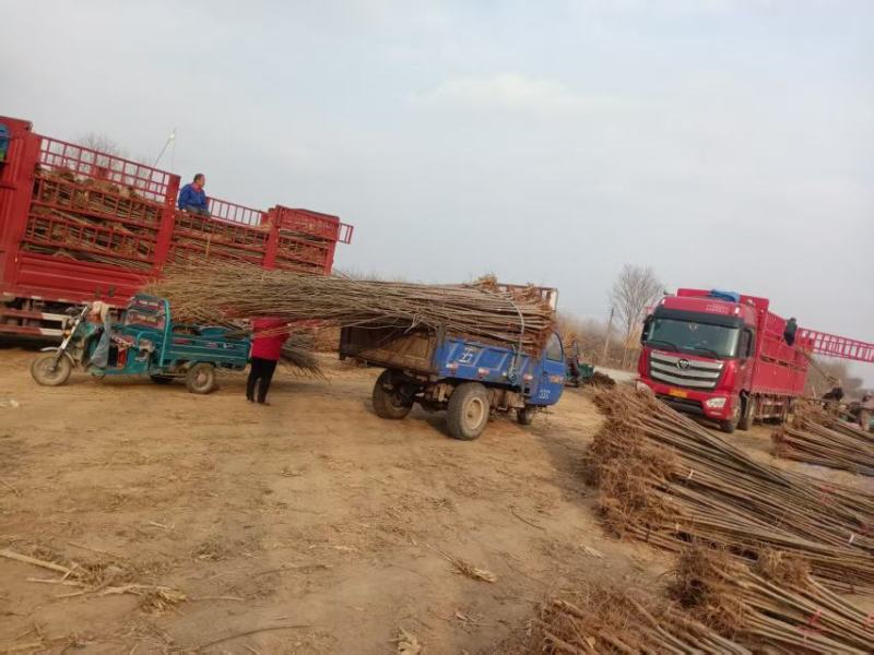 杨树苗，产地直发品质保证，欢迎各地老板来电洽谈合作