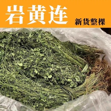 岩黄莲野生岩黄连中药材土黄连胡岩连一手货源批发