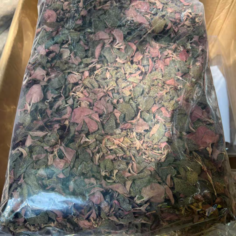 金线莲整株红霞金线莲包邮干品颜色好无碎量大从优