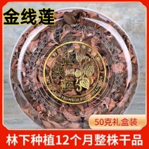 金线莲整株干品无碎林下种植金线莲保质保量量大从优