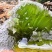 稀有蜂蜜翡翠蜜五倍子单花蜜天然成熟蜜***无浓缩