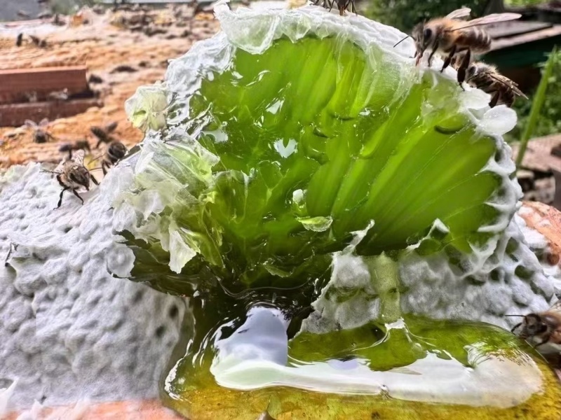稀有蜂蜜翡翠蜜五倍子单花蜜天然成熟蜜***无浓缩