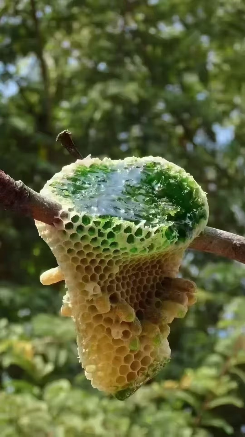 稀有蜂蜜翡翠蜜五倍子单花蜜天然成熟蜜***无浓缩