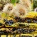缅甸蜂蜜米团花蜜黑蜜天然成熟蜜品质质量保证***无浓缩