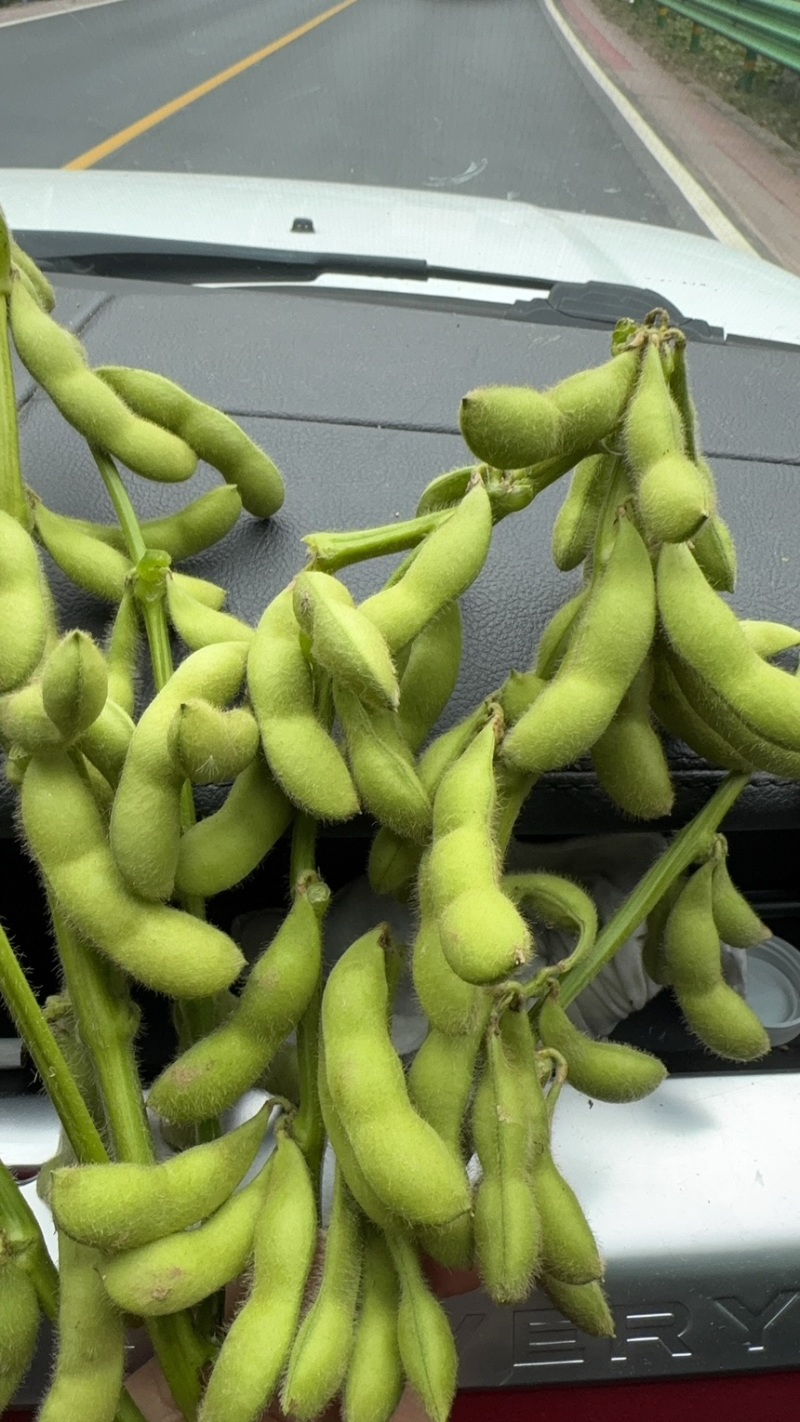 四川毛豆大量有货