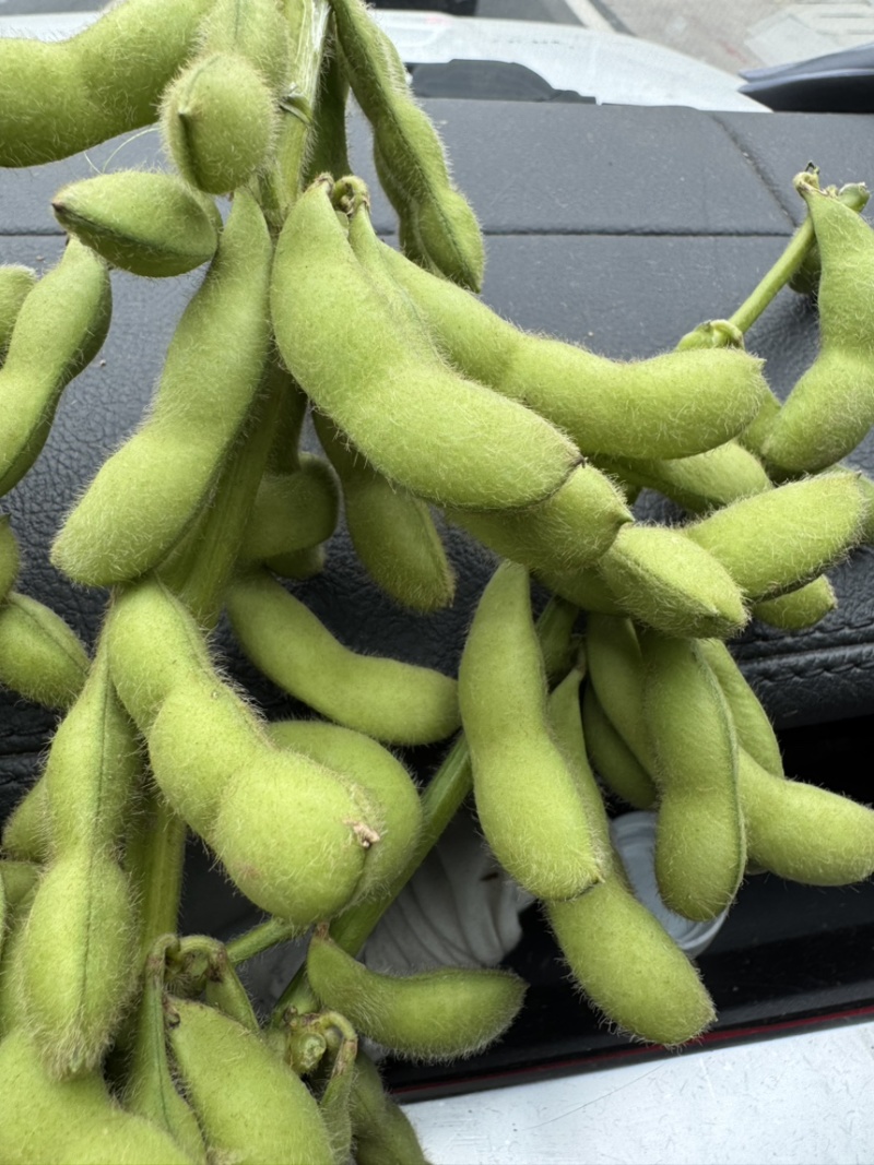 四川毛豆大量有货
