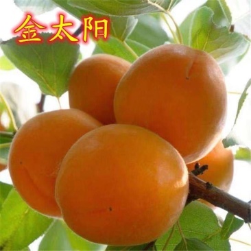 金太阳杏树苗嫁接苗南北方种植基地种苗现挖现发包成活包结果