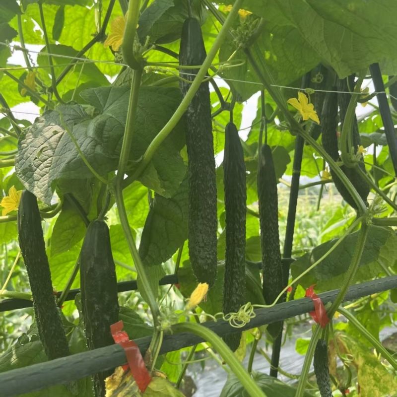 春秋满园早熟杂交油亮黄瓜种子绿皮绿肉质脆味甜瓜肉长耐