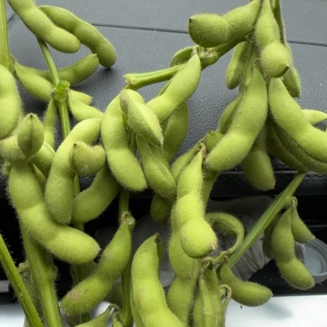 四川毛豆大量有货