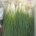 香葱