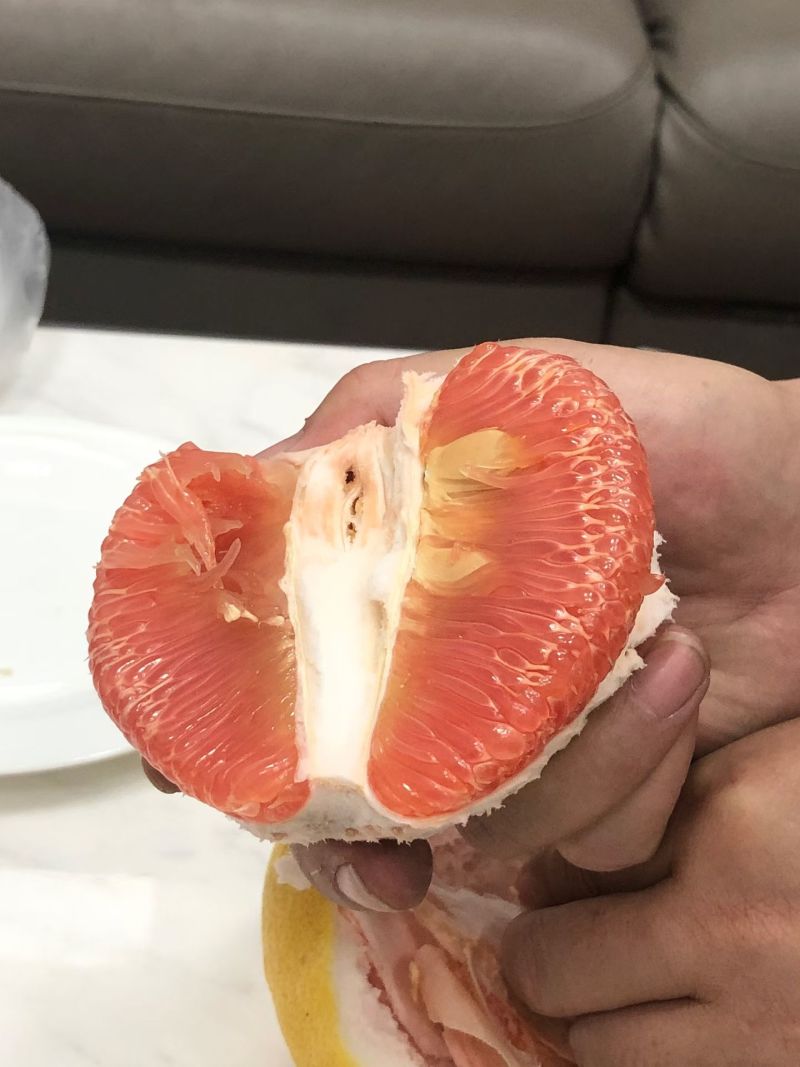 马家柚200亩源头果园，红肉批发处理，糖度15孕妇可食用