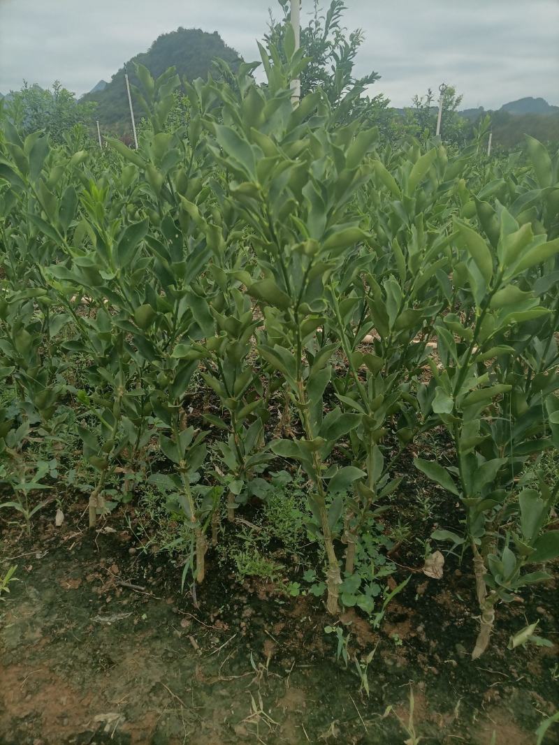 脆蜜金桔苗大量供应，规格齐全，广西产地直发脆柑杯苗地苗。