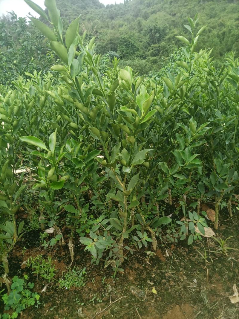 脆蜜金桔苗大量供应，规格齐全，广西产地直发脆柑杯苗地苗。
