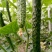 春秋易收黄瓜种子节节收瓜皮绿瓤心厚清香四季阳台盆栽