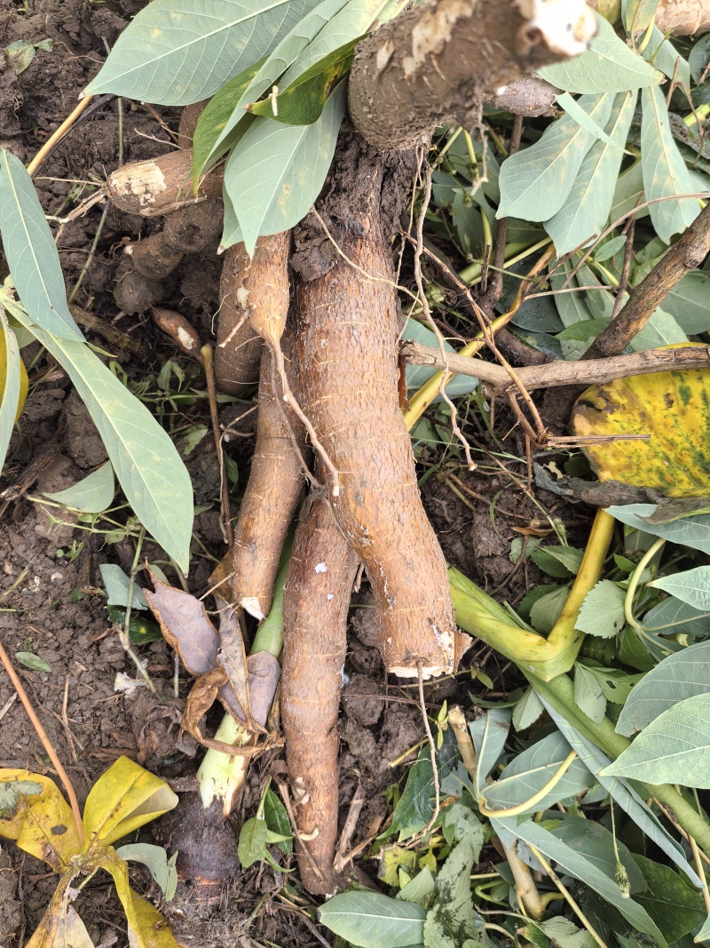 广西现挖黄心木薯黄金瓤心甜如板栗粉糯拉丝无筋无涩无