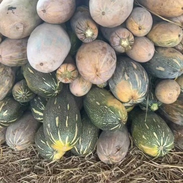 养殖南瓜/加工厂南瓜/电商南瓜/食堂南瓜