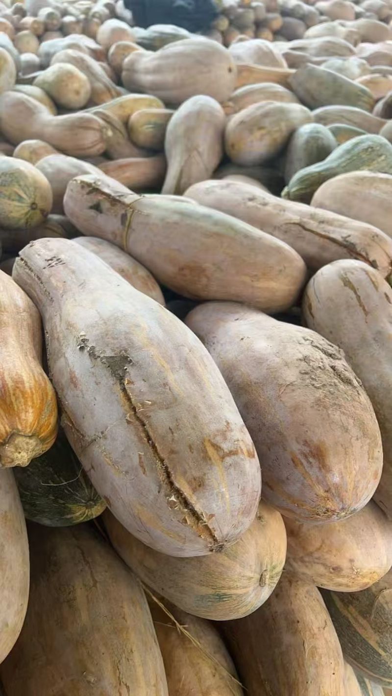 养殖南瓜/加工厂南瓜/电商南瓜/食堂南瓜