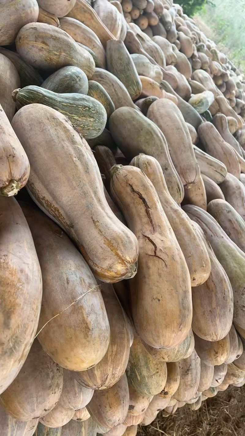 养殖南瓜/加工厂南瓜/电商南瓜/食堂南瓜
