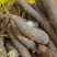 广西现挖黄心木薯黄金瓤心甜如板栗粉糯拉丝无筋无涩无