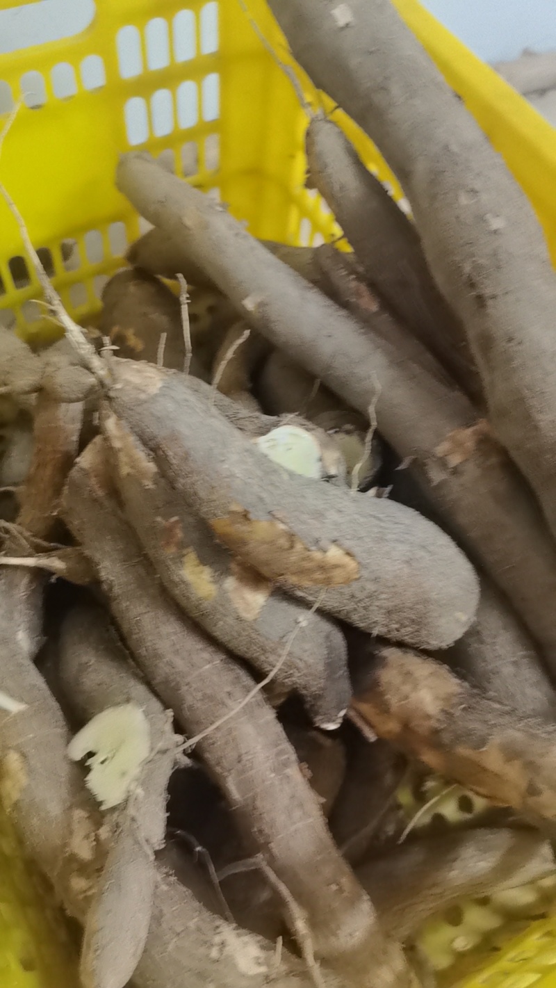 广西现挖黄心木薯黄金瓤心甜如板栗粉糯拉丝无筋无涩无