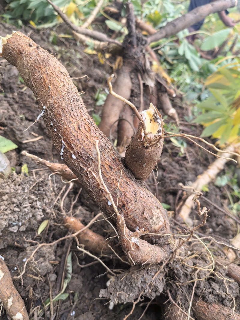 广西现挖黄心木薯黄金瓤心甜如板栗粉糯拉丝无筋无涩无