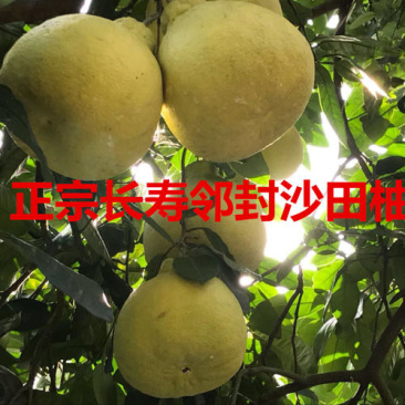 沙田柚