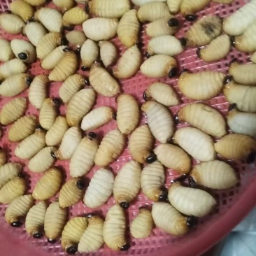 绿色食品竹虫