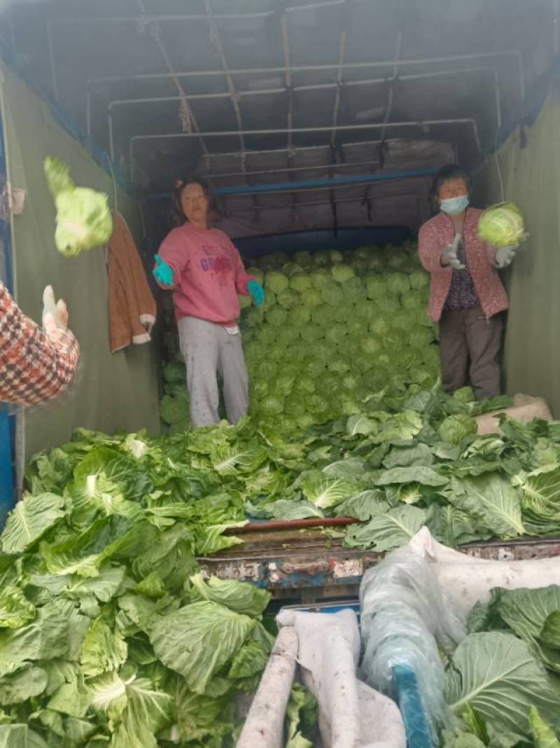 山东济南章丘区甘蓝大量上市***********