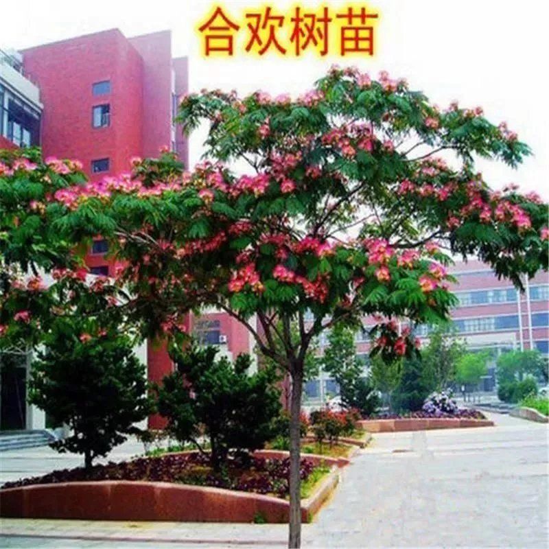 合欢树苗合欢苗盆栽合欢树苗绿化工程