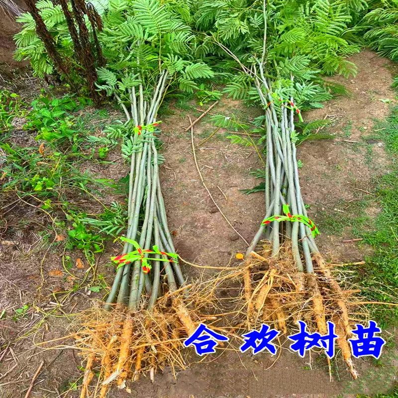 合欢树苗合欢苗盆栽合欢树苗绿化工程