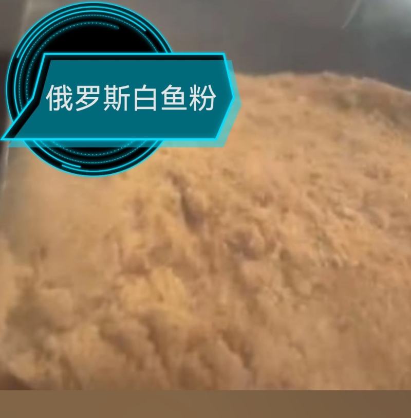 俄罗斯白鱼粉蛋白60%，新鲜度50%