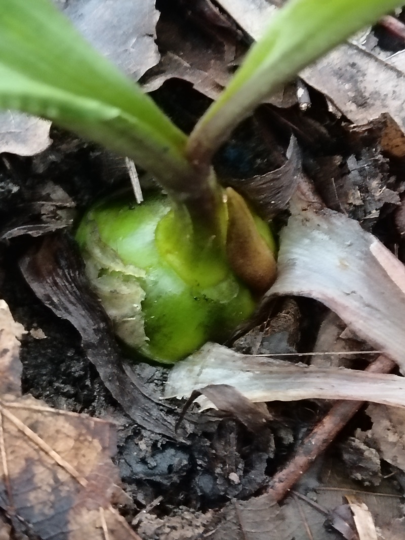 毛慈菇直播苗出手