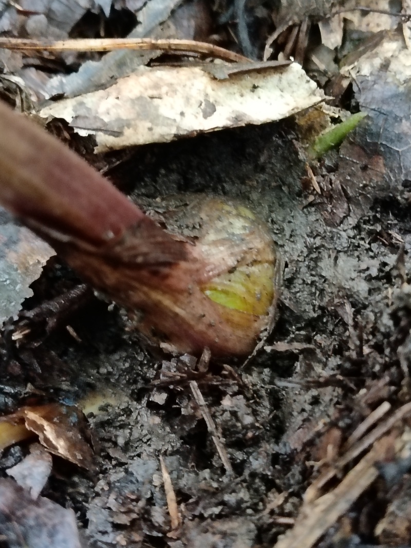 毛慈菇直播苗出手