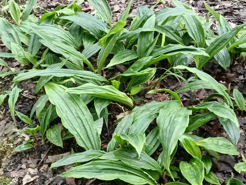 毛慈菇直播苗出手