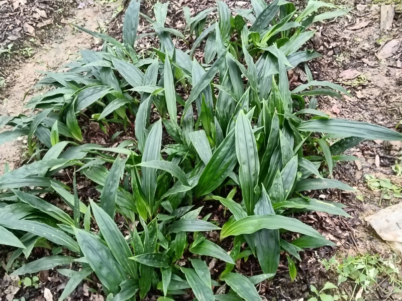 毛慈菇直播苗出手