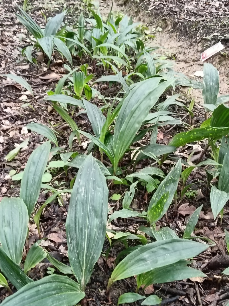 毛慈菇直播苗出手