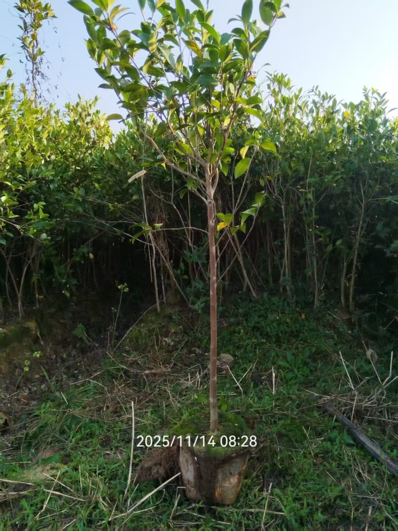 二年三年大杯油茶苗地径1公分高度1米以上栽下去次年结果